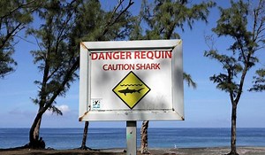 Un adolescent secouru par des surfeurs après avoir été mordu par un requin en Australie
