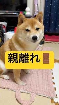 ラベンダーって良い香り！（大声）#柴犬 #豆柴 #shibainu #犬 #犬のいる暮らし #shorts