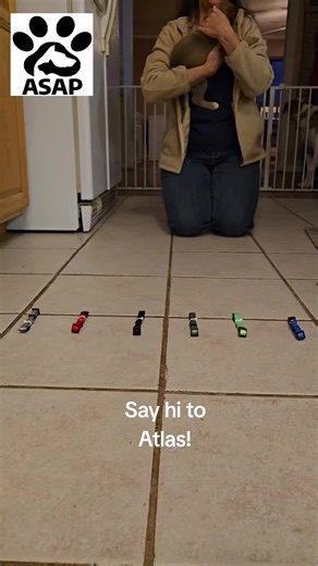 Say hello to Atlas, a big tanky boy. He chose the blue collar. This boy is pretty loving, and full of kisses! #animalrescue #rescue #dogrescue #puppies #fosteringsaveslives