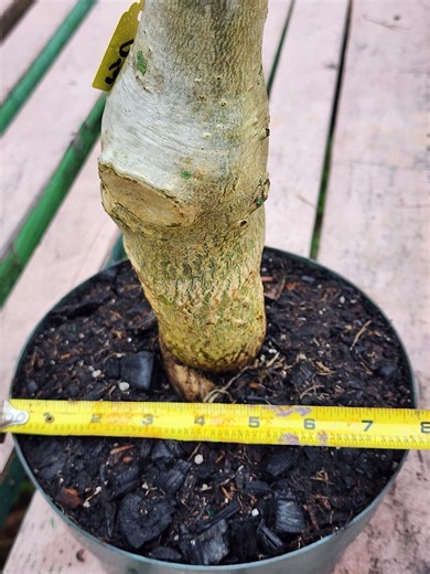 DESERT ROSE , (#D13) Thai Soco Tower Style , Succulent , Must Have ! ! - Etsy