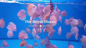 Disponibili in negozio Discus leopard. Blu diamond.blu scorpion.blu cobalt. pigeon red map. White butterfly. White mercury. White butterfly snake skin. Turchese Brillant 5/6cm OFFERTA 19.00cad. Spedizione GRATIS Italia se acquisti 10 esemplari Europa se acquisti 20 esemplari L'offerta e valida anche con varietà di discus diverse Allevamento 🇮🇹🇮🇹Italiano 🇮🇹🇮🇹 Discus The Royal Discus di Cannilla Daniele | I Discus di Cannilla The Royal Discus Riproduzione e Allevamento Italiano