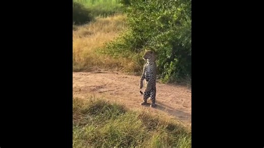 Spot an animal that looks like a leopard or meerkat