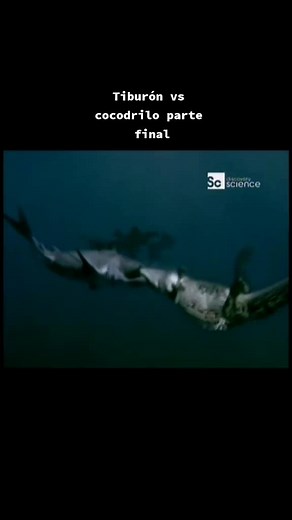 Shark vs. Crocodile: Final Showdown Underwater