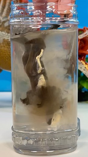 Squirrel Stampede on Instagram: "Jurassic World Dino Reveal! Whats inside the pack of fossils? #jurassicworld #dinosaurs #dinos #toys"