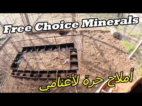 Free Choice Minerals for Sheep 🐑 Simple Setup