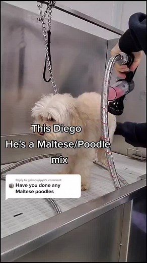 Maltese Poodle Mix Grooming Tutorial | Pet Care Tips