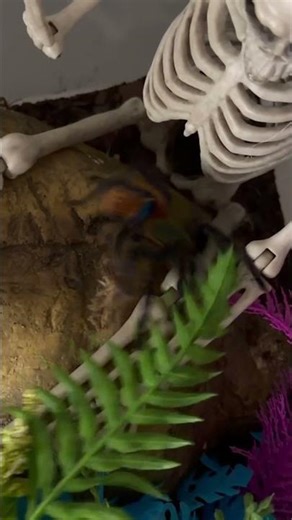 🕷️ Blueberry eating lunch 🦗 #spider #lunch #slowmotion