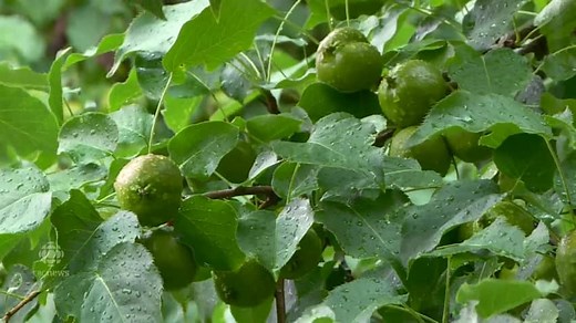Map shows where to find trees with edible fruit