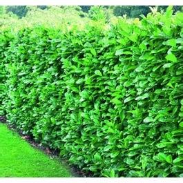Direct Plants 10x Cherry Laurel Evergreen Hedging Plants Large 2-3ft Supplied in 2 Litre Pots