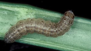 Global warming could spur more and hungrier crop-eating bugs