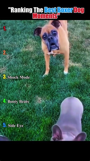 Ranking The Best Boxer Dog Moments