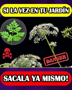 LA CICUTA: Muy confundida con el PEREJIL y la ZANAHORIA, por su increíble parecido, ¡Por eso, si la ves debes identificarla y SACARLA de inmediato ya que es una planta sumamente TOXICA!⚠️🌿 #MALEZASTOXICAS #plantastoxicas #cicuta #plantas #jardin | Planeta Jardin