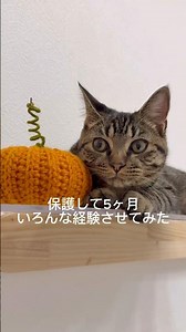 Kuu, a rescued cat who has been in our care for 5 months, is here for his first Halloween and Chr...