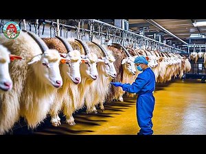 Millions Tons Of Goat Hair, Milk and Goat Cheese Are Harvested - Goat Farming In Farm and Factory