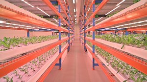 Dubai: Veggies and fruits from world's largest vertical farm will soon be available in stores