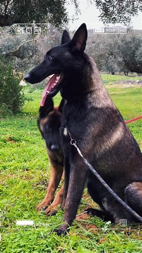 #education #malinois