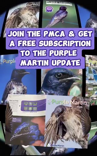 1.3K views · 13 reactions | Don’t miss your chance to receive our quarterly magazine The Purple Martin Update! Become a PMCA Member today & join thousands of others committed to ensuring the future of Purple Martins! #purplemartin #birds #conservation #ThePurpleMartinUpdate #magazine #research #education #outreach | Purple Martin Conservation Association | Facebook