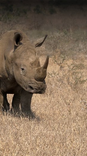 11K views · 317 reactions | Did you know rhinos have been around for...