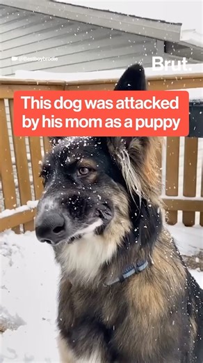 Brut on Instagram: "Meet Brodie, the dog with a crooked face who has captured the hearts of millions on social media. Here’s his story. #BrodieTheDog #Dog #SocialMedia #RescueDog #DogStories #Pets #Animals"