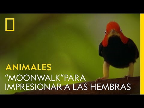 Estos pájaros hacen el “moonwalk” para impresionar a las hembras | NATIONAL GEOGRAPHIC ESPAÑA
