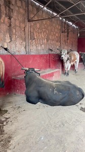 89K views · 1.6K reactions | Los toros Sergio Pelayo Toriles de la Monumental de #Morelia ✅鸞 #reelsviralシfb #toros #jaripeo #bullriders | Jaripeo en mi tierra | Facebook