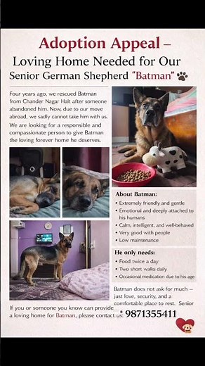 German Shepherd Available For Adoption ❤️ #dog #puppy #adoption #adoptme #germanshepherd #gsdlover