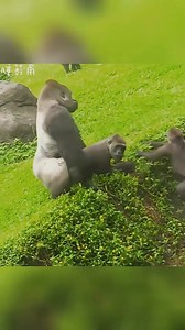 Tchiaaaa, finalement nous sommes descendant des singes ou bien tout a commencé dans le jardin d'Éden ? | Meroueh Hichame