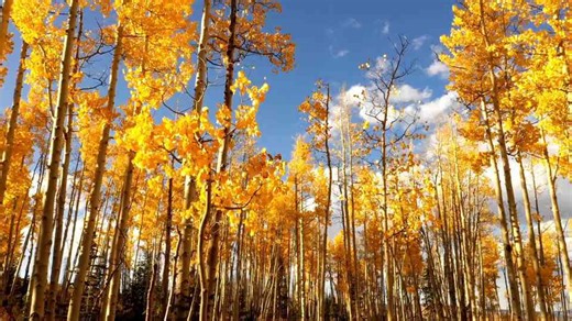 How This Forgotten Tree Is Rewilding Scotland