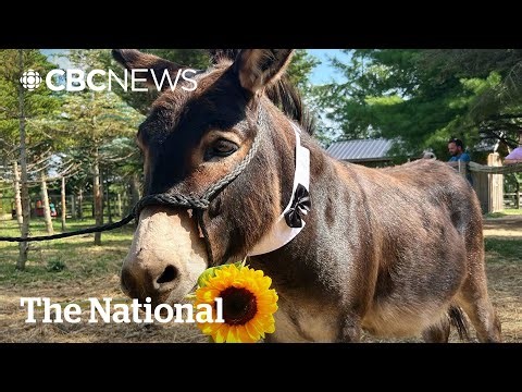 #TheMoment a farm set out to find love for their donkey