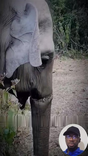 They Saved This Elephant's Trunk Just In Time #elephant #rescue #elephantrescue #animals #animalsrescue