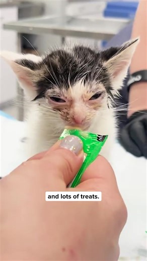 Rescuing Four Tiny Kittens: A Heartwarming Journey