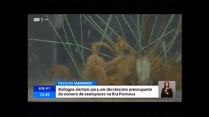 3.3K views · 67 reactions | Fiscalização à captura de cavalos marinhos na Ria Formosa Ações da Polícia Marítima em destaque na reportagem da RTP. | Autoridade Marítima Nacional | Facebook