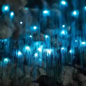 Thousands of glow-worms lighting up... - Explore Local NZ