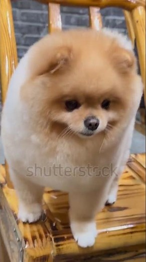 free free free Pomeranian puppies subscribe and comment for adoption