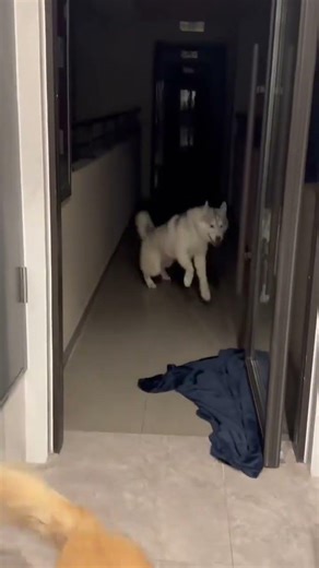 Cute Daily Pet Vlog: Meet the Cutest Bunny Friends