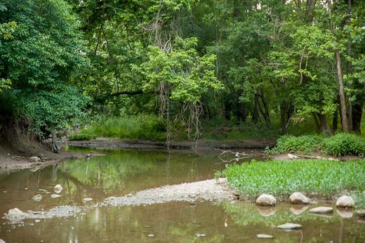 See Bison Roam The Prairie At This Stunning Columbus Metro Park