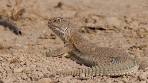 3.5K views · 62 reactions | Meet the Spiny tailed lizard! Appearances can be deceptive and it could not be more true in the case of this coarse-skinned prehistoric looking creature. Spiny tailed lizards have a very smooth temprament and are pretty harmless, feeding mainly on grasses and insects. Wait for this beauty to to dash back to the safety of its burrow where it seeks shelter from predators and the scorching sun. | Rewild with ABD | Facebook