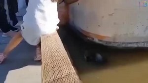 People Vs Animals Compilation