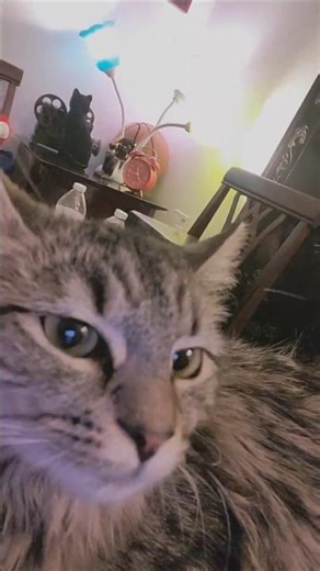 #cat #realfools #sweet