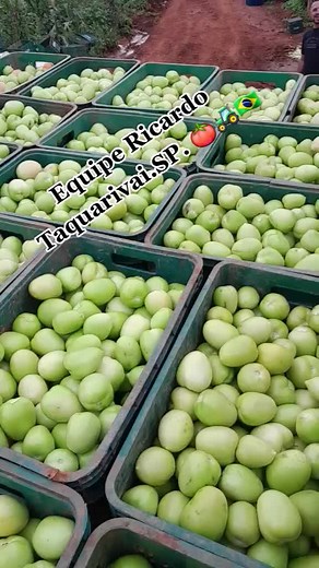 Large-Scale Mango Harvesting Operation Overview