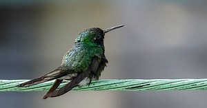 Zunzún: el ave más pequeña del mundo es de Cuba