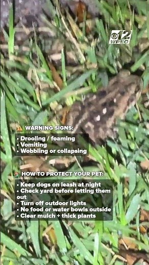 Deadly cane toads spreading across South Florida, putting pets at risk