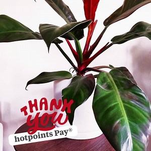 Westpac hotpoints | Westpac NZ