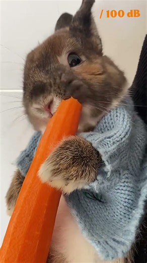 High Power Rabbit Bulldozer vs Strawberry 🍓 (1000dB WARNING! ⚠️)