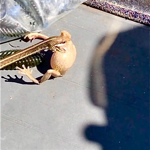 Wonder how this skinny snake is going to swallow this inflated frog? A lot of “harmless” snakes such as this Peninsula Ribbonsnake, possess Duvernoy’s glands. These glands are located behind the eye and produce mildly toxic secretions to help subdue prey and aid in digestion. The secretion empties near grooved rear teeth and the frog will eventually succumb to the effects, deflate and be a nice meal for this skinny little snake. 🐍🩵🙏☝️💪 #snake #reptiles #snakes #outdoors #outdooradventures #o