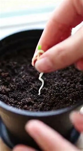 This home trick turns one pit into a healthy cherry tree