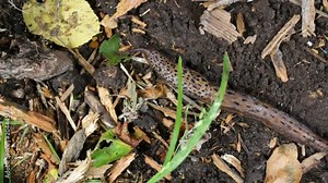 Large roadside leopard slug Limax maximus is about to eat the berry. Top view, medium shot, outdoors, natural light, summer, a warm time of the year. Rare animals