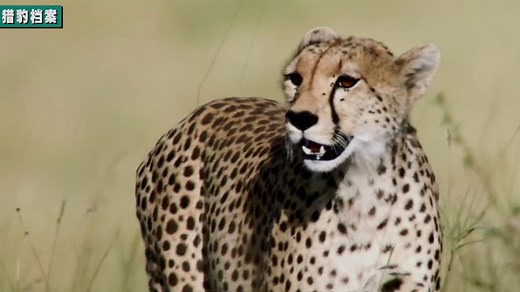 陆地短跑王猎豹奔跑时速可达120公里！却成了非洲濒危动物！