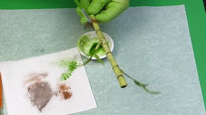 Watch Create realistic bamboo for cake & craft projects on Amazon Live