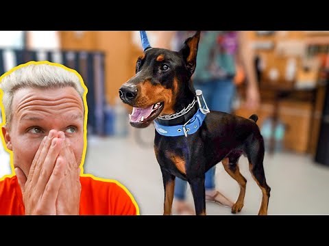 LEASH AGGRESSIVE DOBERMAN NEEDS SERIOUS HELP!